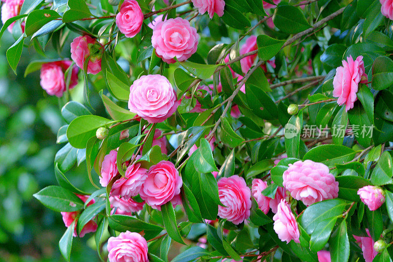 山茶花/日本山茶花花:红色，粉红色和白色